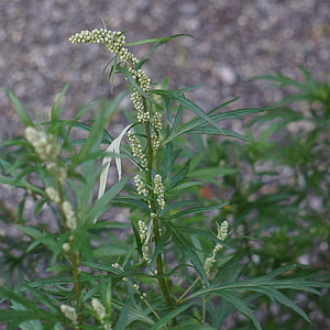 mugwort, artemisia vulgaris, pollen allergy, flower bud