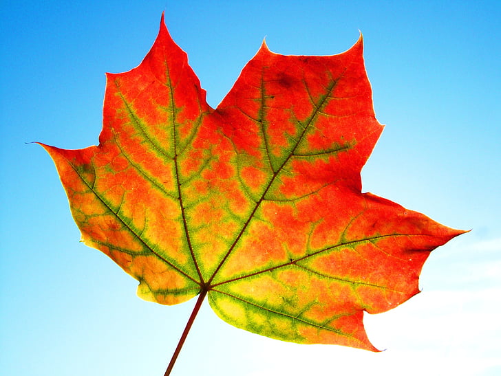 листа, Есен, рамка, текстура, ден на благодарността, дизайн, светъл