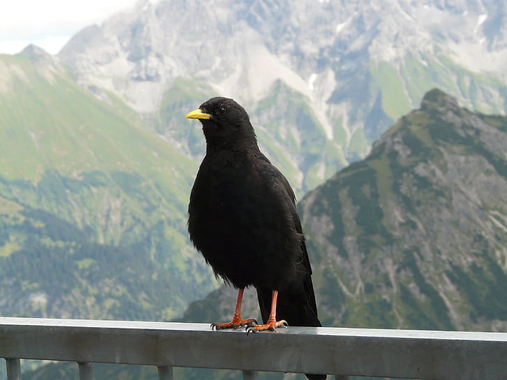 dağ kargası, Pyrrhocorax graculus, bergdohle, jochdohle kuş, kuzgun kuş, Genelde, siyah