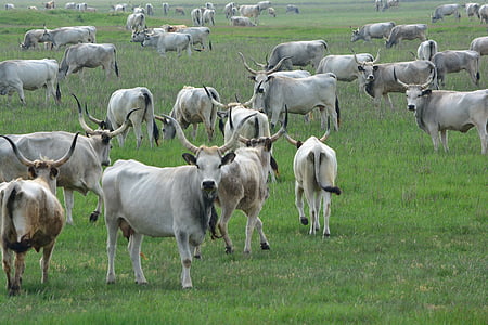 ハンガリーの灰色の牛, ロバート ・ gulya, キプチャク草原