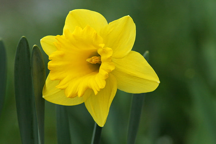 Daffodil, flor, groc, primavera, flor, flor, narcisos