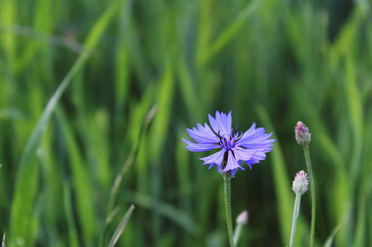 padang rumput, alam, biru bunga, centaurea jacea, jagung, desa, makro