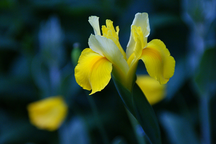 Iris, floare, galben, floare, floare, închide, primavara