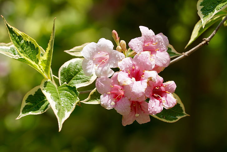 Thiên nhiên, Hoa, Blossom, nở hoa, chi nhánh, giọt nước mưa, màu hồng