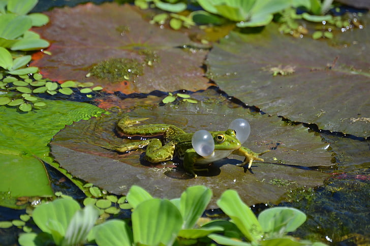 frosk, frosker, amfibier, springpadder, vann skapning, dyr, vann