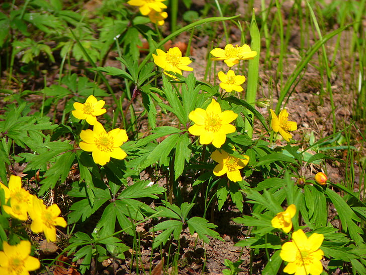 ดอกไม้ไม้สีเหลือง, ดอกไม้ ranunculoides, hahnenfußgewächs, ranunculaceae, ไม้ดอกไม้, ดอกไม้ทะเล, สีเหลือง