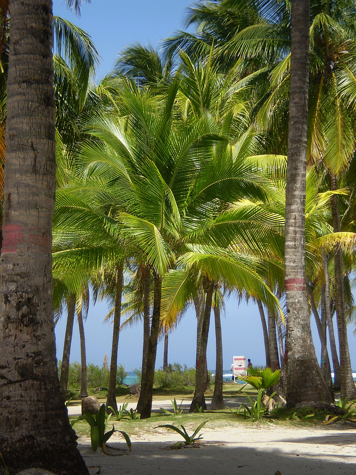 Palmas, пейзаж, Колумбия, Сан-Андрес, острова, Дерево пальмы, пляж