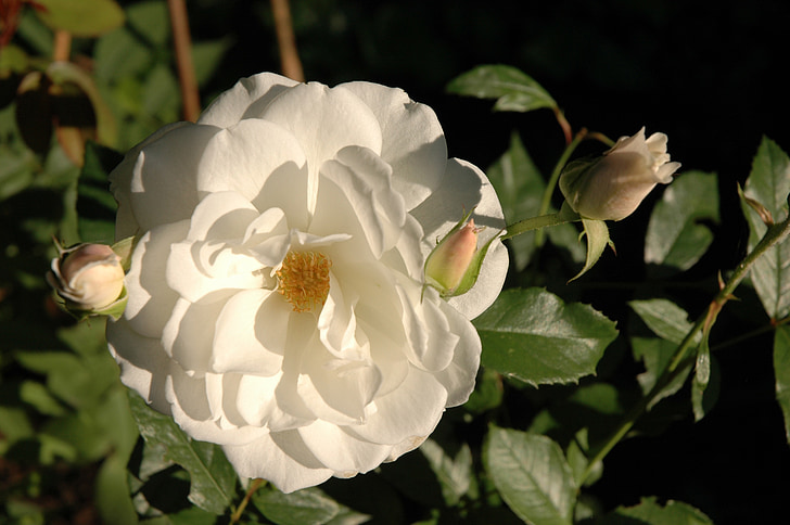 上升, 白色, 白玫瑰, 花, 自然, 花香, 开花
