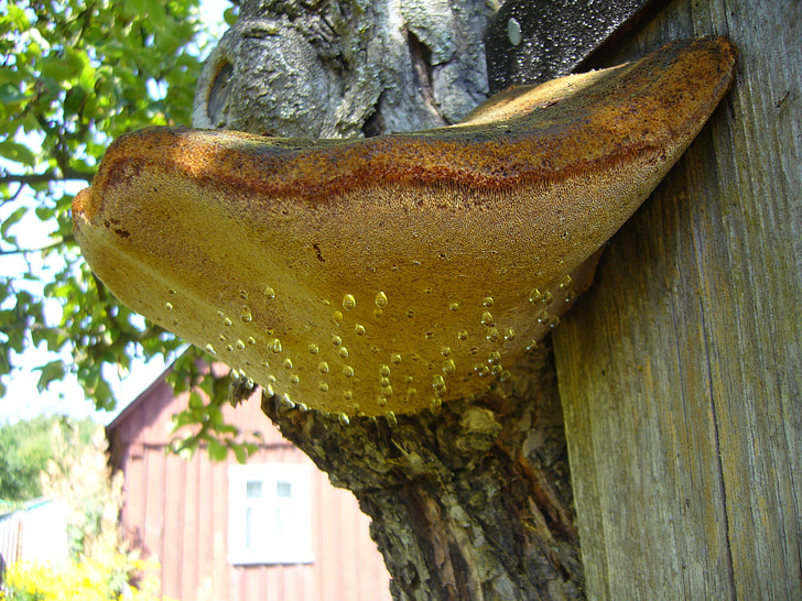 mushroom, tree fungus, dew, drip
