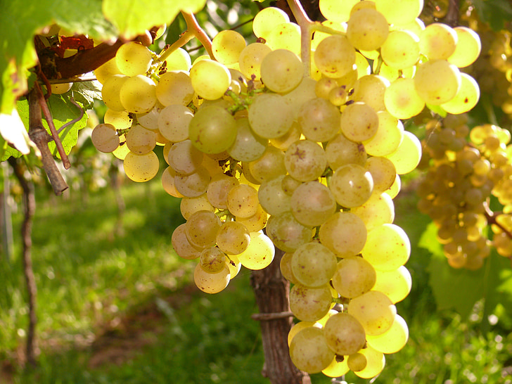 grapes, vineyard, wine, vines, autumn, grapevine, winegrowing