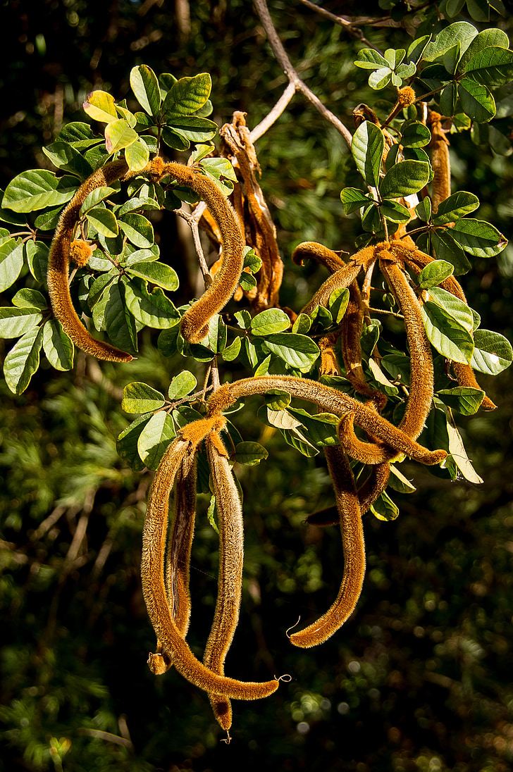árvore de trompete dourado, Tabebuia chrysantha, pods da semente, peludo, textura, marrom, jardim