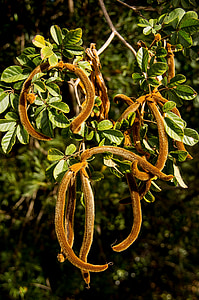 Golden trompet træ, Tabebuia chrysantha, frø bælg, lodne, tekstur, brun, haven