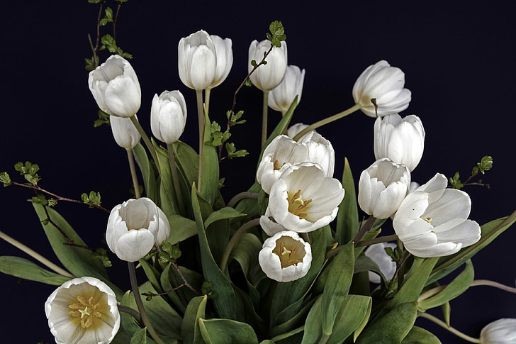 tulipes, flor de tulipa, flors, blanc, verd, flor, natura