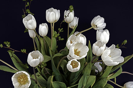 Tulip, Bunga Tulip, bunga, putih, hijau, bunga, alam