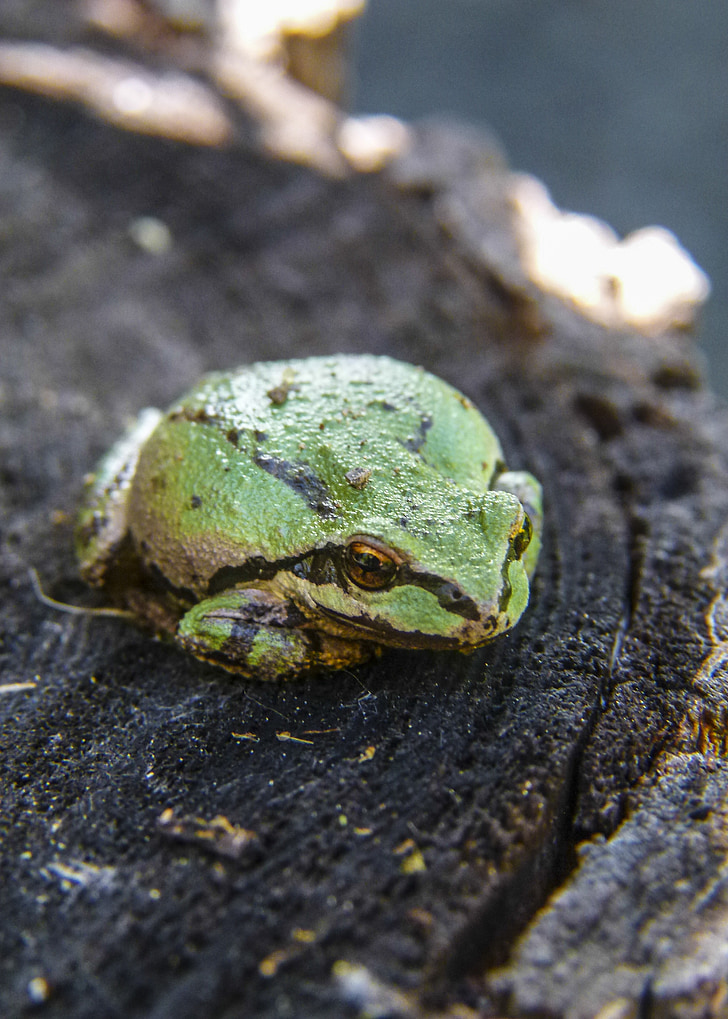 green, tree frog, frog, amphibian, tiny, animal, macro