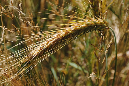 ear, barley, grain, plant, summer, sun