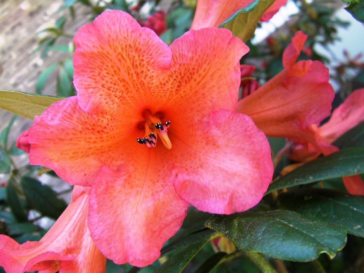 Rhododendron, Rhododendron ferrugineum, flori, floare, înflorit, natura, plante