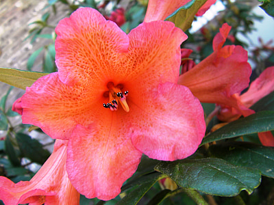 rhododendron, rhododendron ferrugineum, flowers, bloom, blooming, nature, plants