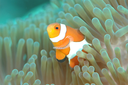 clownfish, ikan, kehidupan bawah laut, laut, Menyelam, bawah air, anemonefish