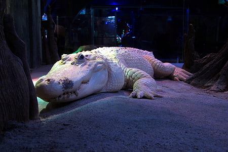 beli aligator, albino, krokodil, živalski vrt, plazilcev, kuščar, zmaj
