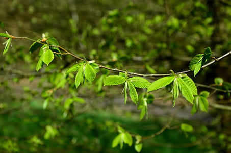 hojas, verde joven, verde, hojas jóvenes, Frisch, rama, presagio de primavera