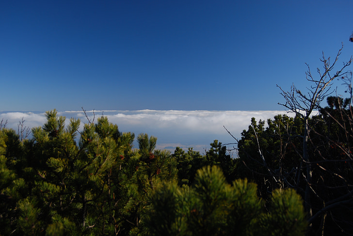 clouds, above the clouds, mountain pine, sky, blue