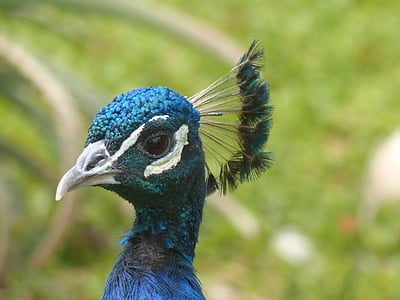 peacock, head, bird, blue