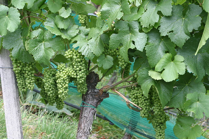 veini, viinapuude, viinamarjad, viinamarjaistanduste, Grapevine, roheline