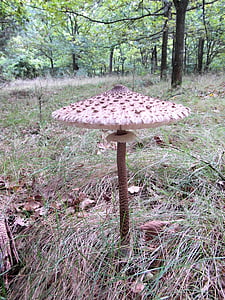 divovski ekran gljiva, Tagliatelle, bubanj palica, gljiva, šuma, jesen, livada