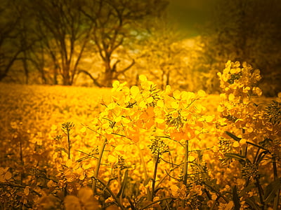 oilseed rape, field, yellow, landscape, nature, field of rapeseeds, agriculture