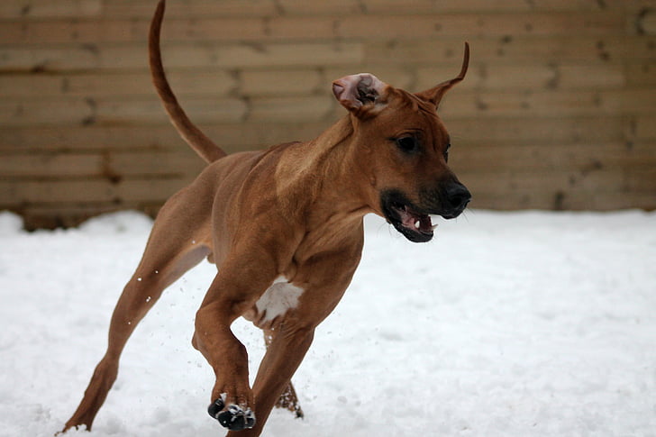 Rodezijos richback, šuniukas, mielas, šuo, sniego, žiemą, augintiniai