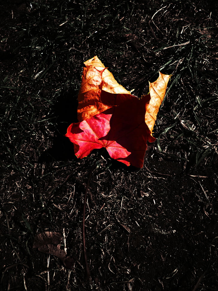 лист, контраст, клен, Осень, деревья, цвета, Осенний