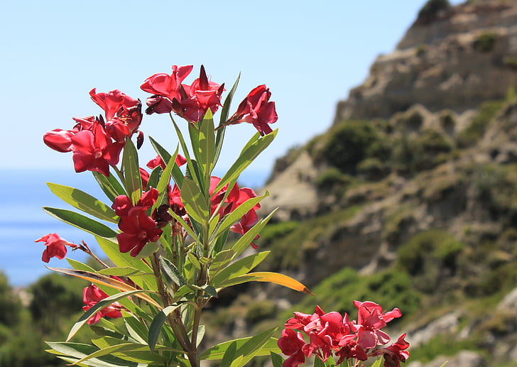 ดอกไม้, กรีซ, ทะเลเมดิเตอร์เรเนียน, ฤดูร้อน, คลิฟ, ภูเขา, ทะเล