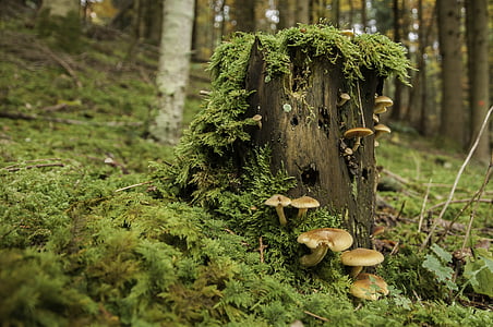 ліс, дерево грибів, Вхід, Деревина, Природа, Грін, гриби