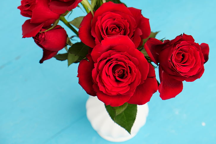 red, rose, white, vase, flower, garden, plant