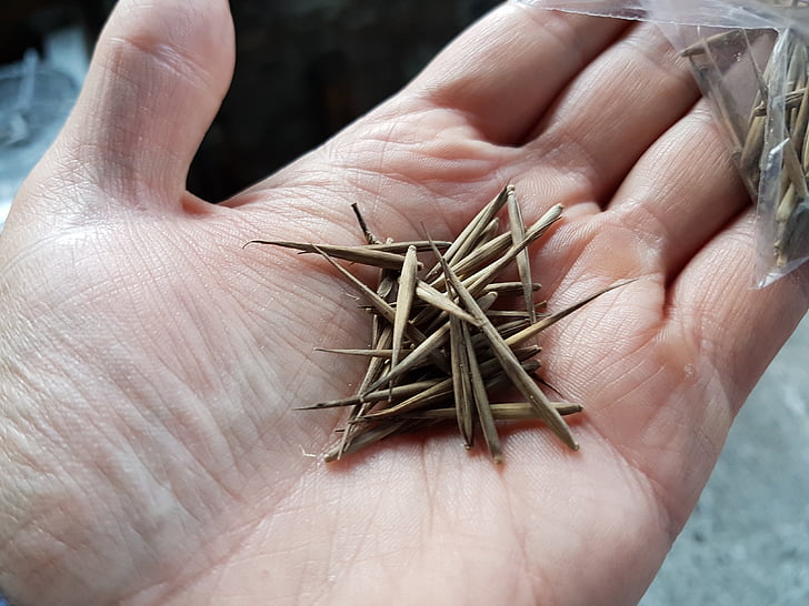 种子, 竹, 手