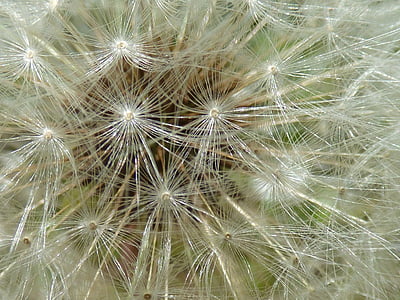 flor, dent de Lleó, Martinet blanc, natura, close-up, fons