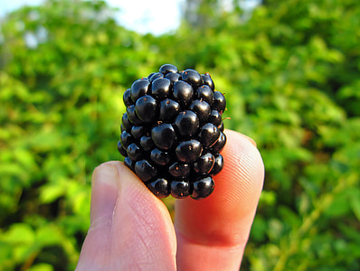 黑莓, 荆棘, 成熟, 拿起, 新鲜, 健康, 自然