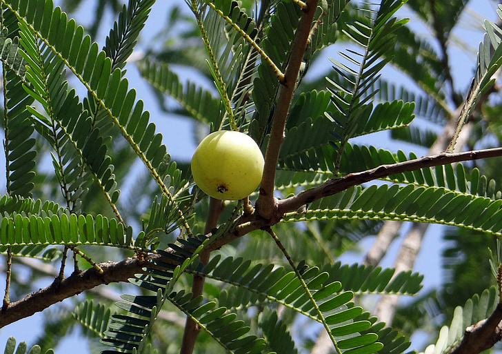 grosella indi, amla, Phyllanthus emblica, emblica officinalis, amalika, Phyllanthaceae, baies