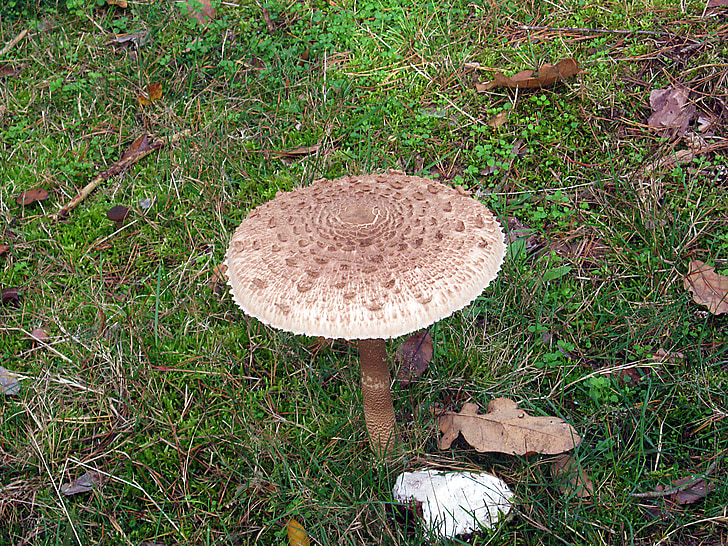 layar raksasa jamur, Drum palu, jamur, hutan, musim gugur, warna-warni, daun