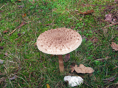 fungo de ecrã gigante, baquetas de tambor, cogumelos, floresta, Outono, colorido, folhas