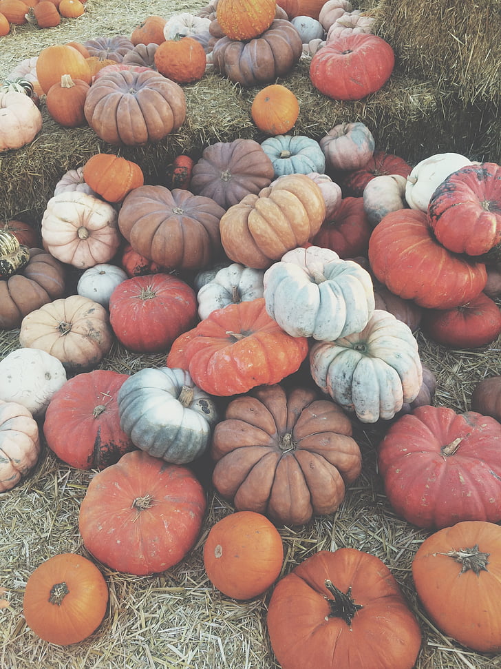 dārzeņi, Halloween, Ķirbīte, ķirbji, Fresno, rudens, pārtikas produkti un dzērieni