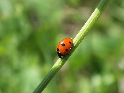 fauna, ladybug, red, insect, summer, nature, beetle