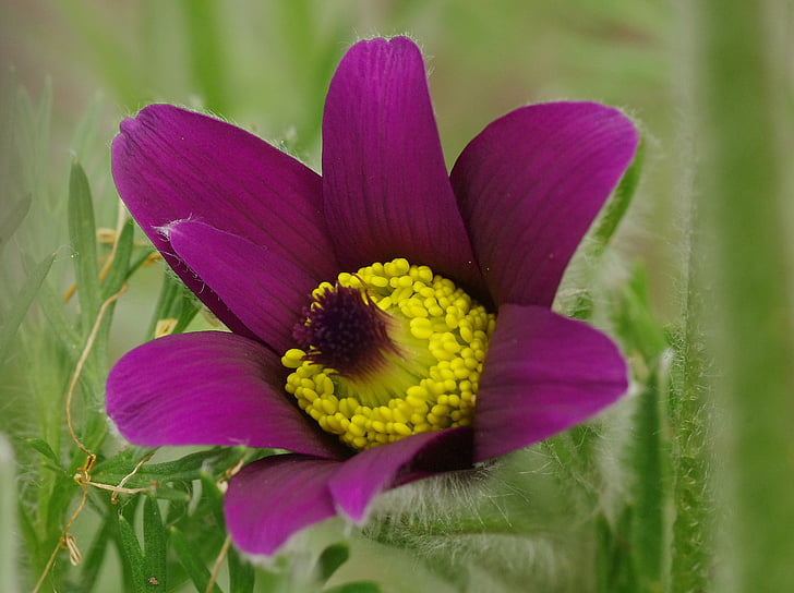Blume, Blüte, Bloom, violett, in der Nähe, Frühling, Makro