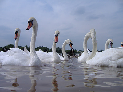 swans, water, nature, bird, animal, white, wildlife