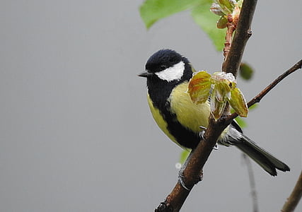 Carbonero sibilino, Parus mayor, pájaro, flora y fauna, animal, amarillo, naturaleza