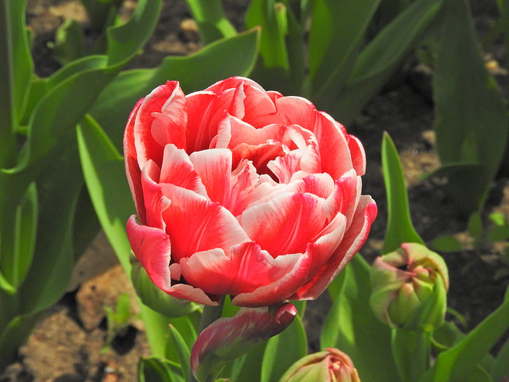 naturaleza, tabby, tulipán de enano, flor de primavera, jardín