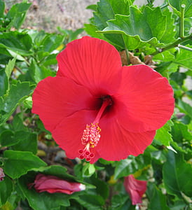 Hibiscus, Ishigaki island, Dalekie Wyspy Mniejsze, czerwony, kwiaty, zielony, duży