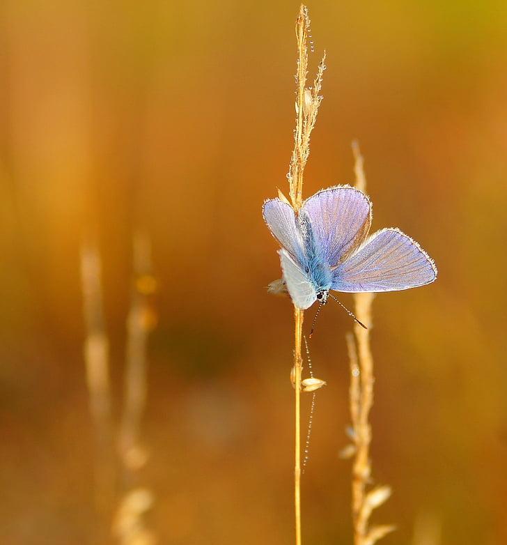 pillangó, rovarok, természet, rovar, szárnyak, kék, közeli kép: