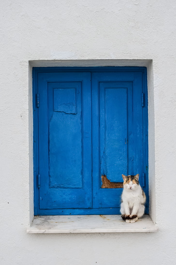 gat, valent, animal, repòs, gatet, finestra, blau